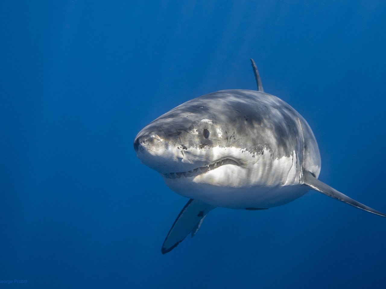 Обои море, акула, подводный мир, sea, shark, underwater world разрешение 2048x1365 Загрузить