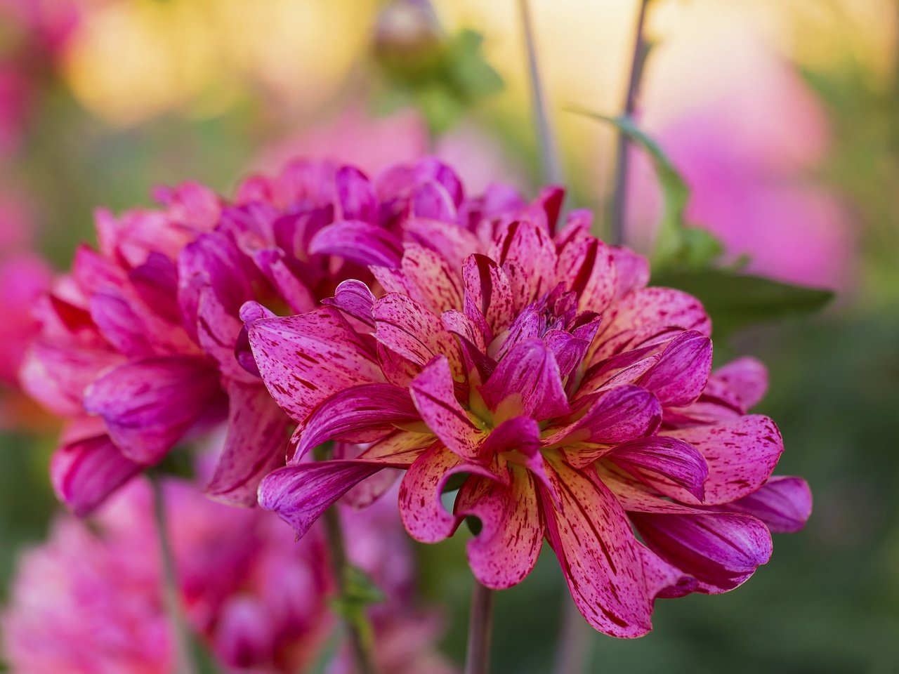 Обои цветы, макро, георгины, flowers, macro, dahlias разрешение 2048x1365 Загрузить