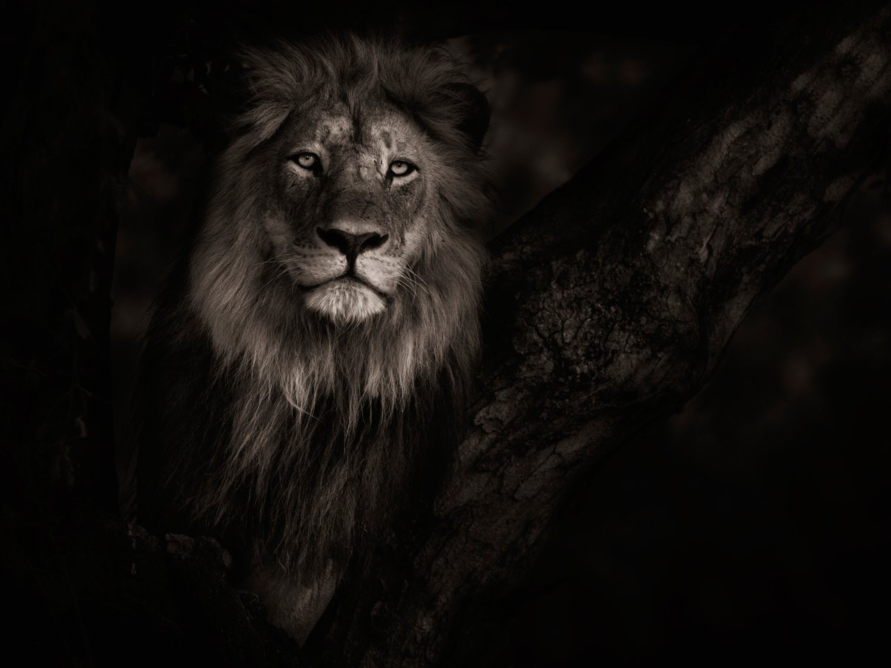 Обои фон, хищник, лев, background, predator, leo разрешение 2500x1714 Загрузить