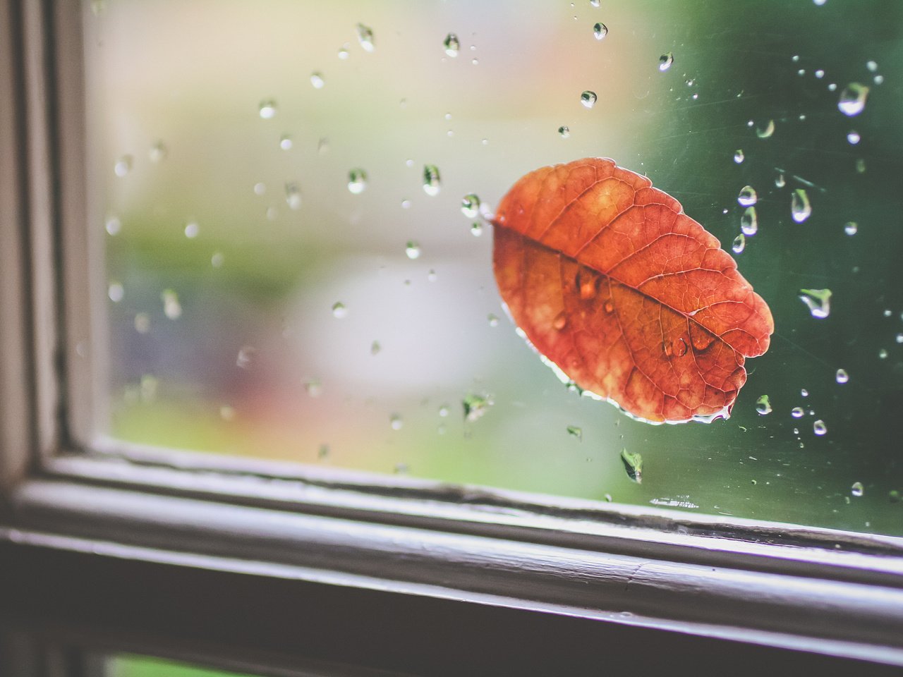 Обои капли, осень, лист, дождь, окно, стекло, drops, autumn, sheet, rain, window, glass разрешение 2048x1365 Загрузить