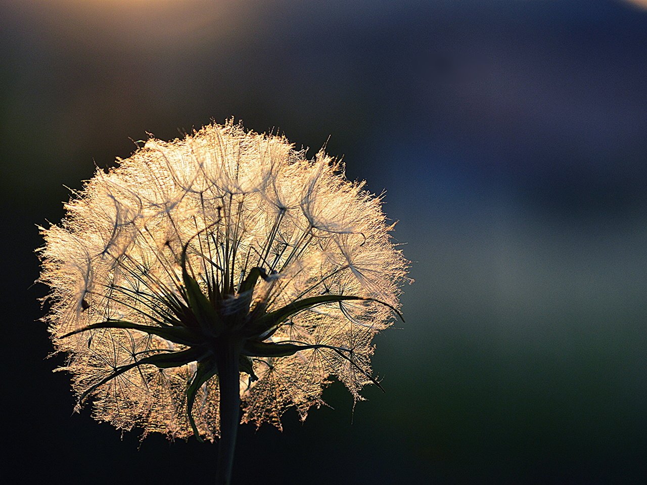 Обои свет, цветок, роса, капли, одуванчик, light, flower, rosa, drops, dandelion разрешение 3000x2000 Загрузить