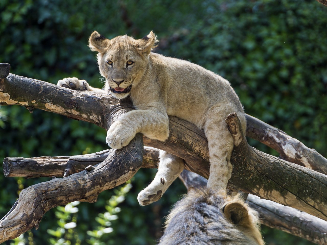 Обои дерево, лев, львёнок, tree, leo, lion разрешение 4258x2834 Загрузить