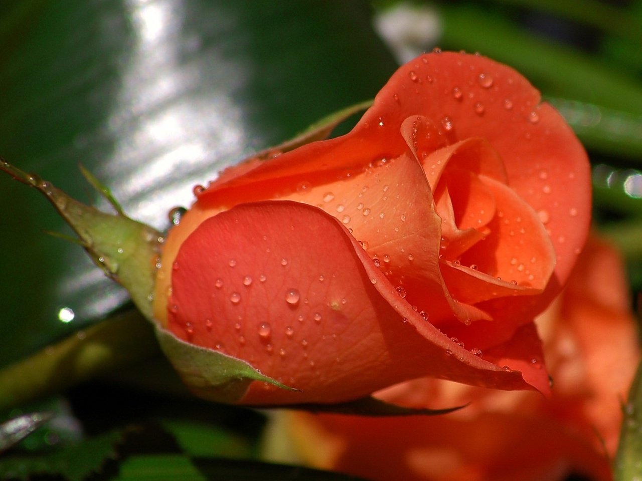 Обои цветы, роса, капли, роза, бутон, алый, flowers, rosa, drops, rose, bud, al разрешение 1932x1304 Загрузить