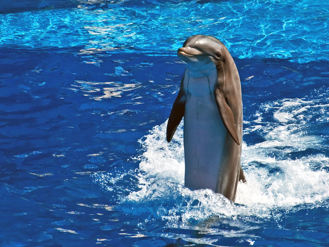 Обои море, животные, дельфин, sea, animals, dolphin разрешение 2077x1379 Загрузить