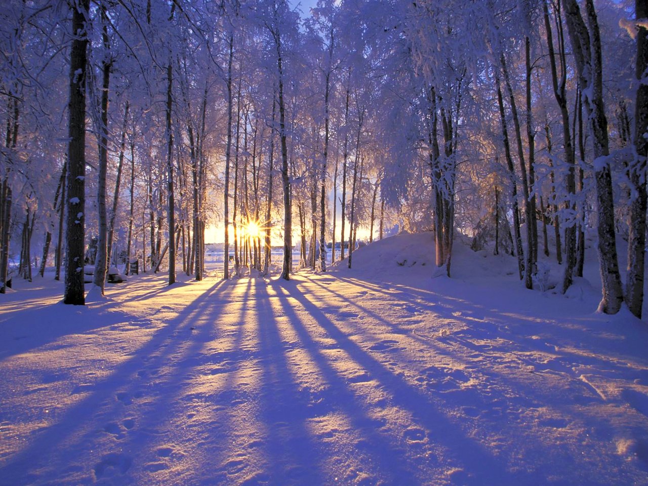 Обои солнце, снег, лес, зима, иней, деревья. лучи, the sun, snow, forest, winter, frost, trees. rays разрешение 1920x1200 Загрузить