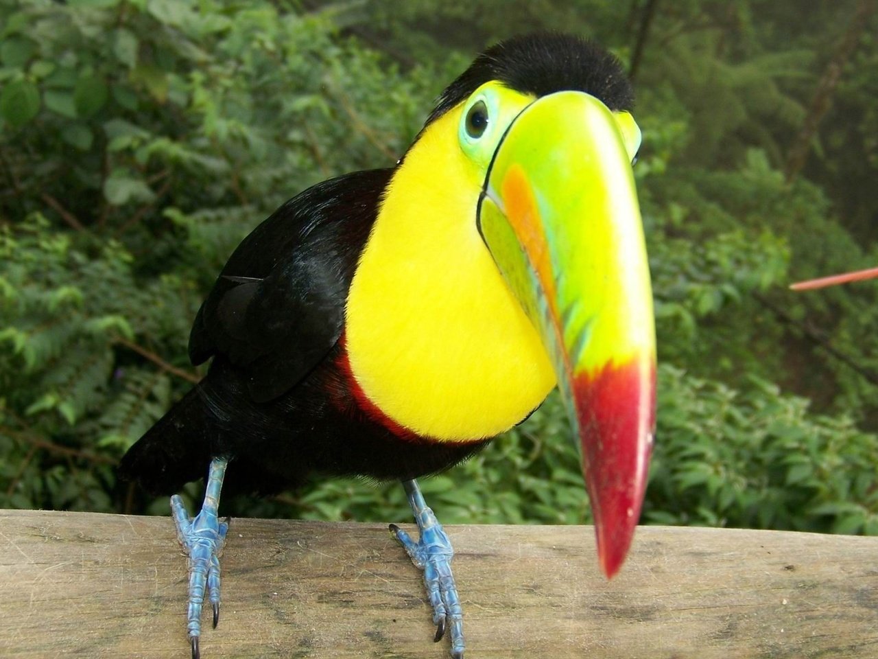 Обои птица, тукан, клюв, bird, toucan, beak разрешение 1920x1200 Загрузить