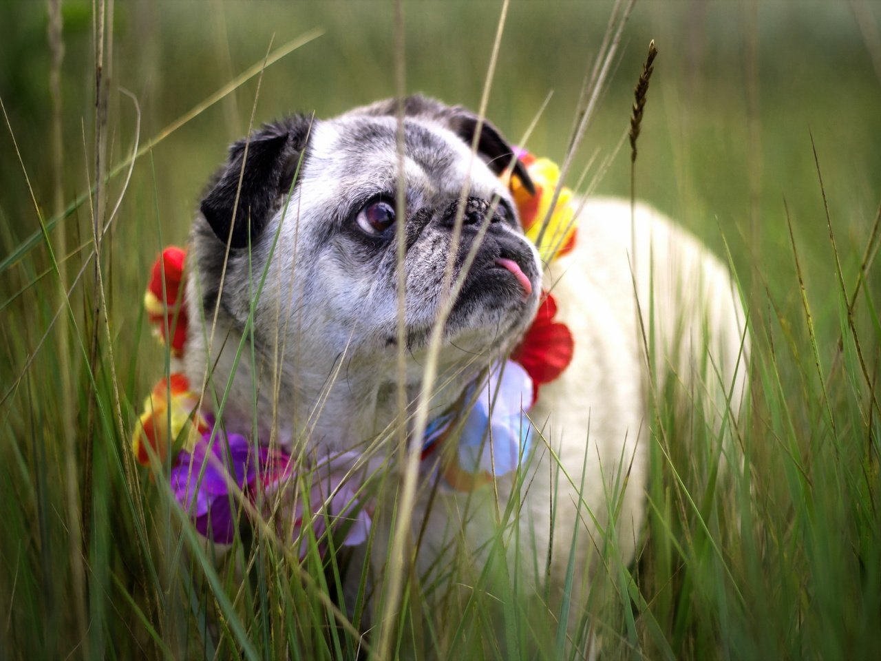 Обои трава, собака, венок, мопс, grass, dog, wreath, pug разрешение 2048x1365 Загрузить