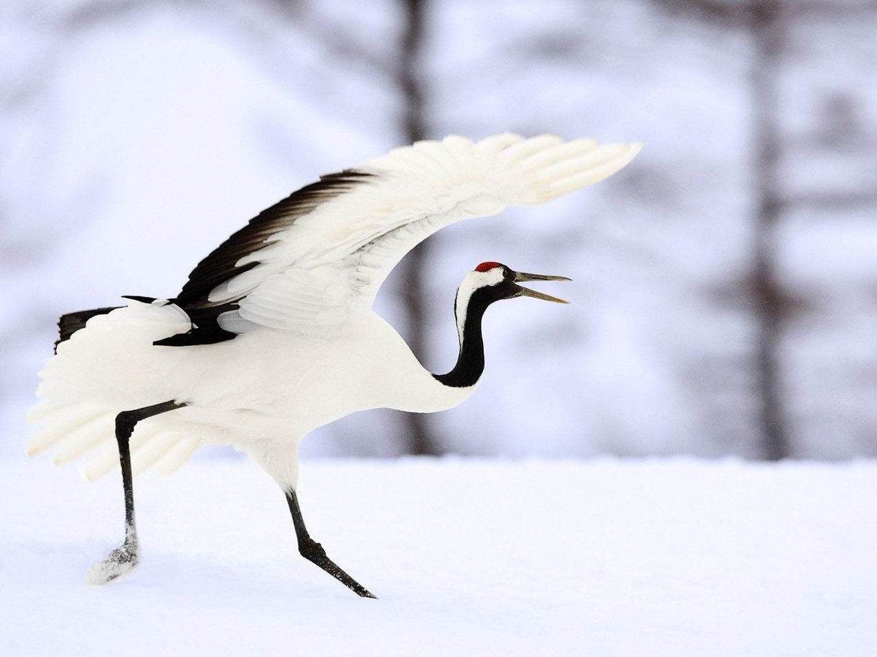 Обои снег, крылья, птица, клюв, перья, журавль, японский журавль, snow, wings, bird, beak, feathers, crane, japanese crane разрешение 1920x1200 Загрузить