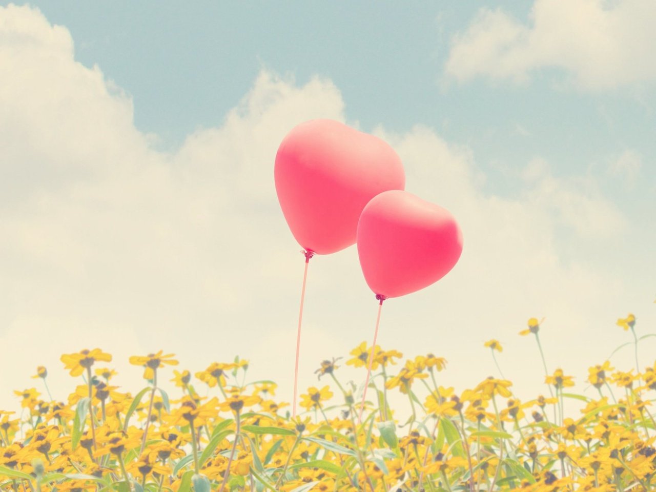 Обои небо, цветы, воздушные шары, the sky, flowers, balloons разрешение 1920x1200 Загрузить