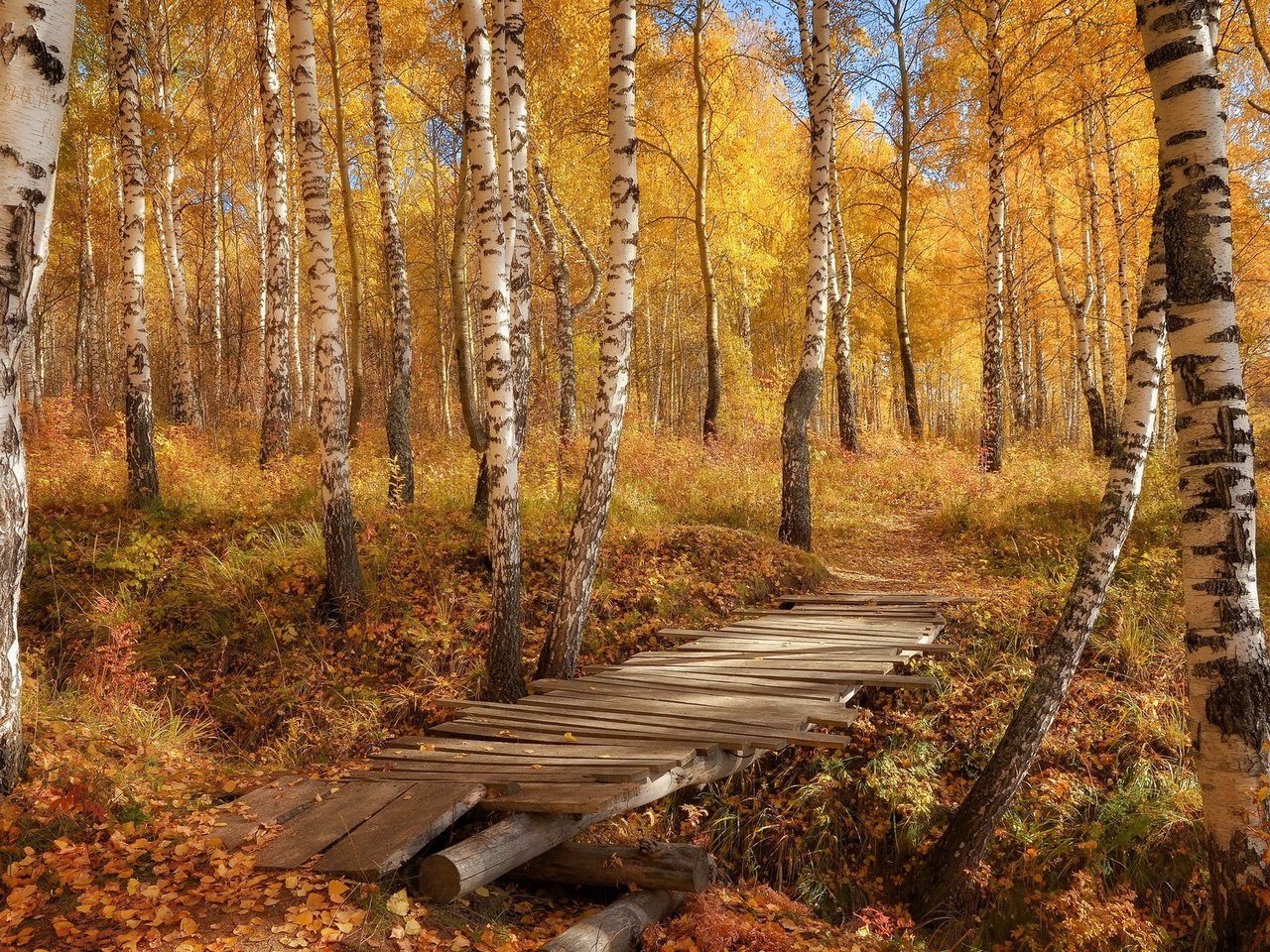 Обои березы, осень, тропа, birch, autumn, trail разрешение 1920x1200 Загрузить