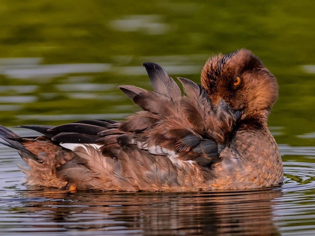 Обои вода, птица, перья, утка, water, bird, feathers, duck разрешение 1920x1200 Загрузить