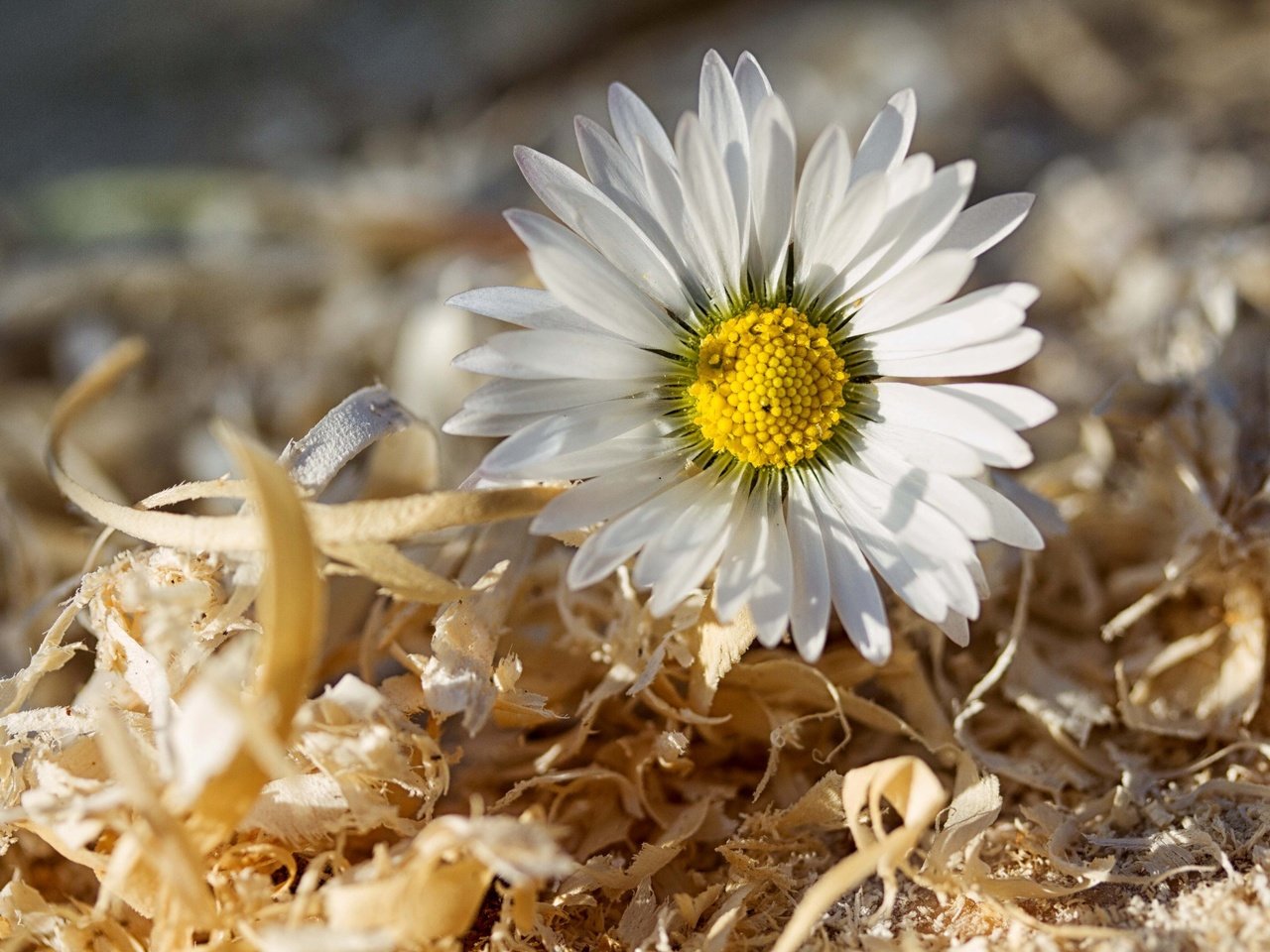 Обои макро, цветок, ромашка, опилки, macro, flower, daisy, sawdust разрешение 2592x1728 Загрузить