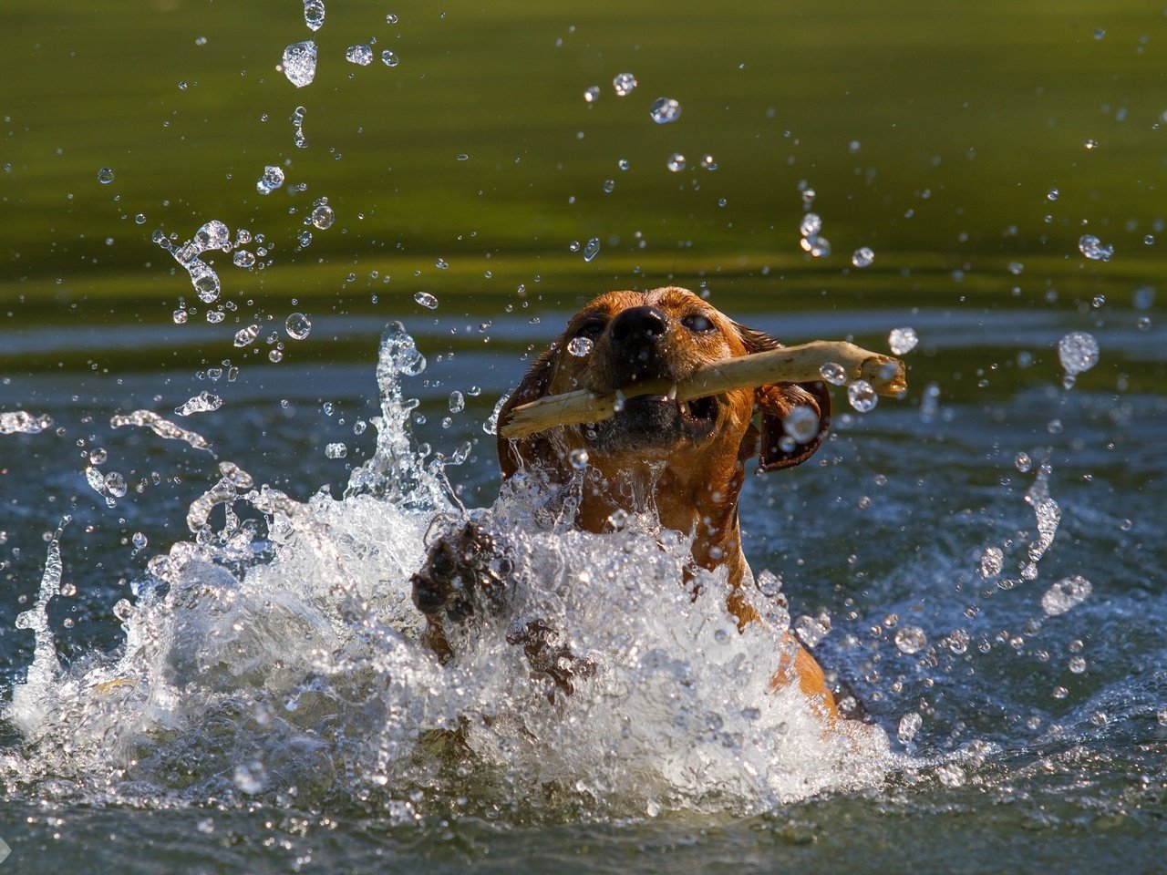 Обои морда, пасть, вода, собака, водоем, брызги, движение, игра, палка, face, mouth, water, dog, pond, squirt, movement, the game, stick разрешение 2800x1800 Загрузить