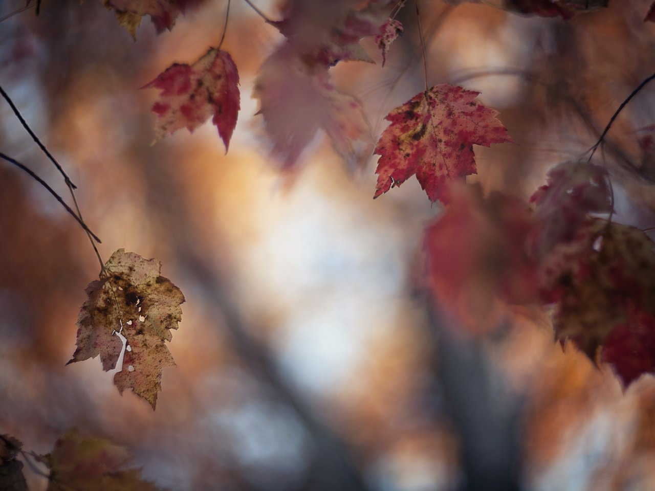 Обои природа, осень, блики, лист, nature, autumn, glare, sheet разрешение 2560x1707 Загрузить