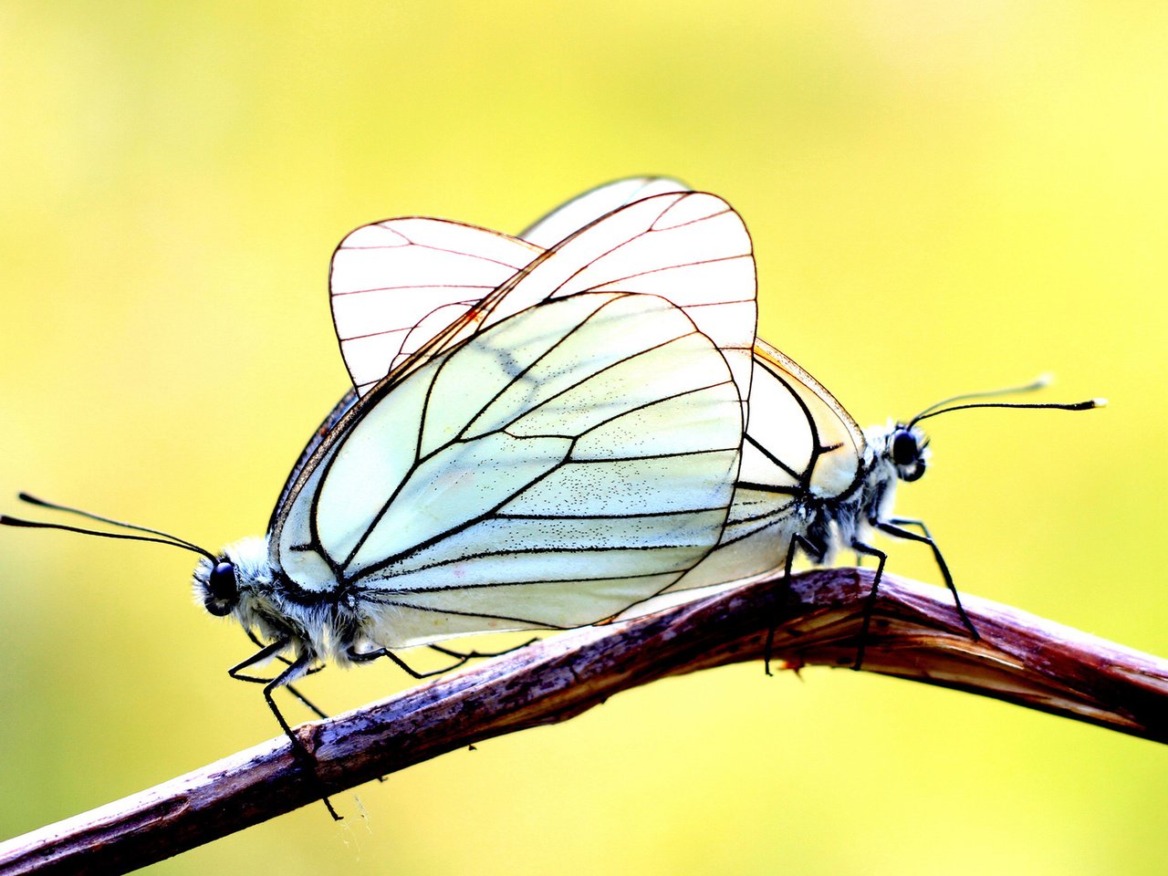 Обои ветка, фон, бабочки, две, branch, background, butterfly, two разрешение 1920x1200 Загрузить