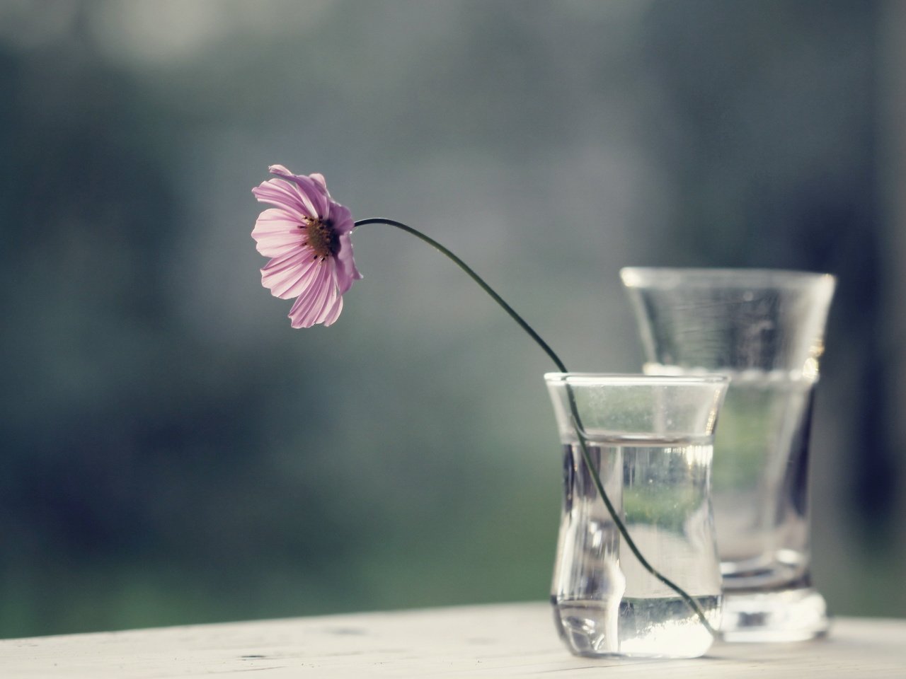 Обои вода, цветок, стекло, ваза, космея, water, flower, glass, vase, kosmeya разрешение 2560x1600 Загрузить