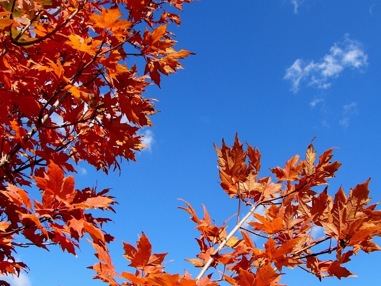 Обои небо, листья, ветки, осень, the sky, leaves, branches, autumn разрешение 1920x1200 Загрузить