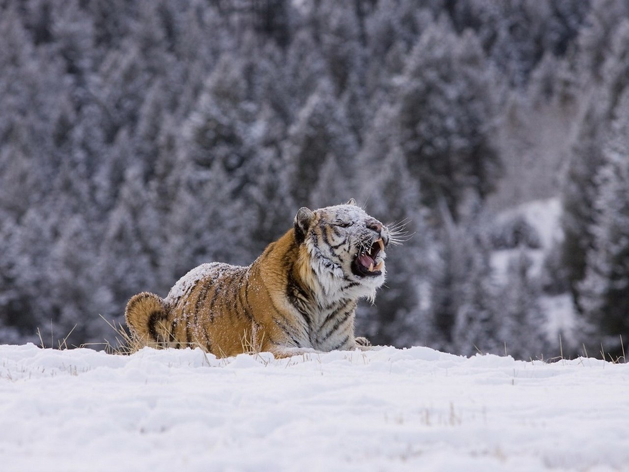 Обои тигр, снег, лес, зима, хищник, tiger, snow, forest, winter, predator разрешение 1920x1276 Загрузить