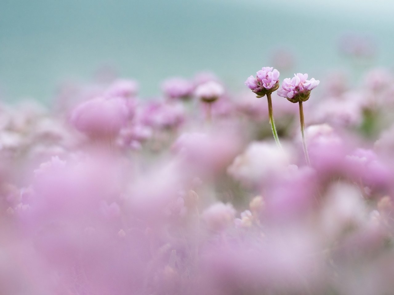 Обои цветы, поле, размытость, розовые, нежность, flowers, field, blur, pink, tenderness разрешение 2560x1696 Загрузить