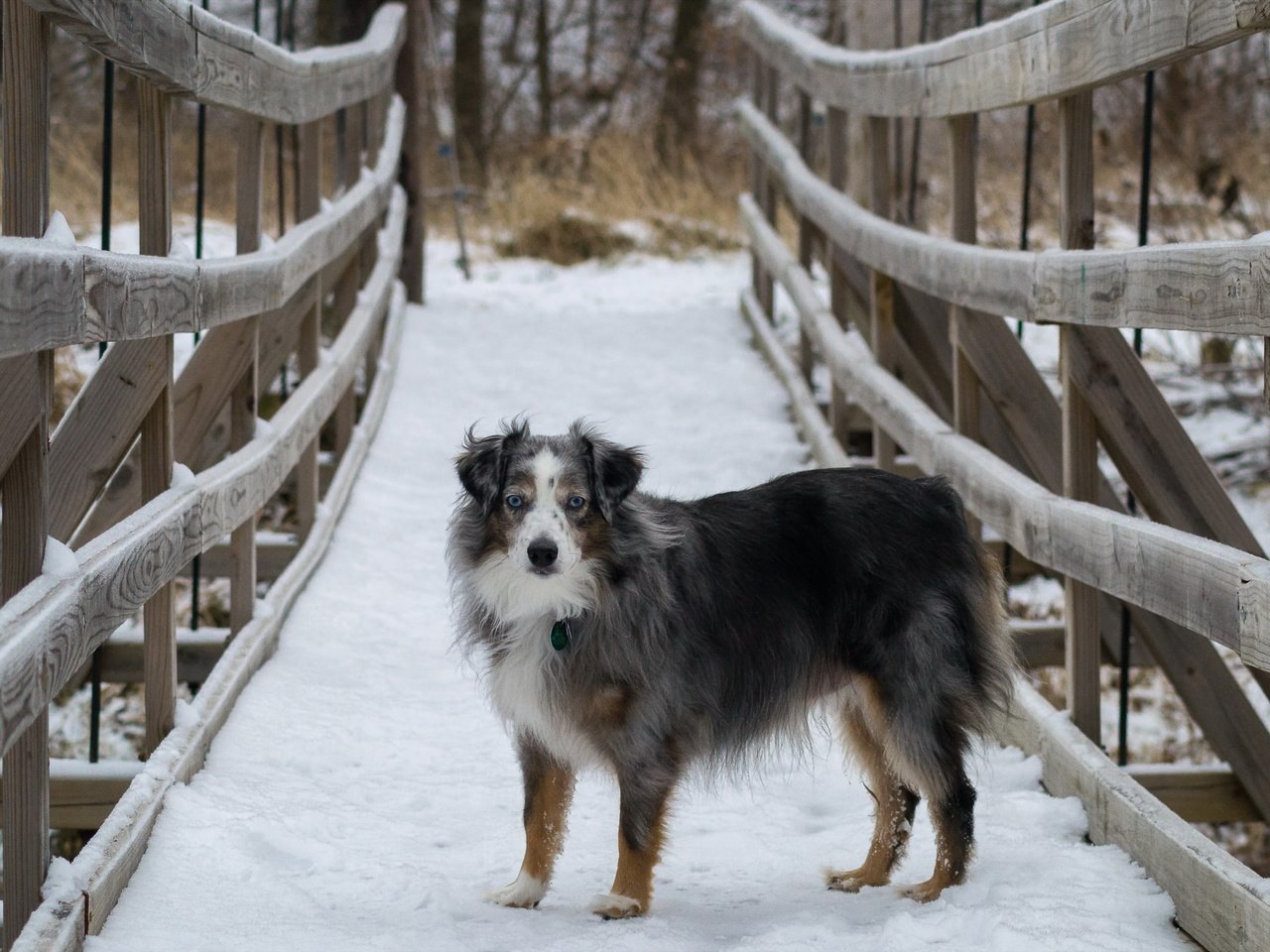 Обои снег, мост, собака, австралийская овчарка, snow, bridge, dog, australian shepherd разрешение 4604x2804 Загрузить