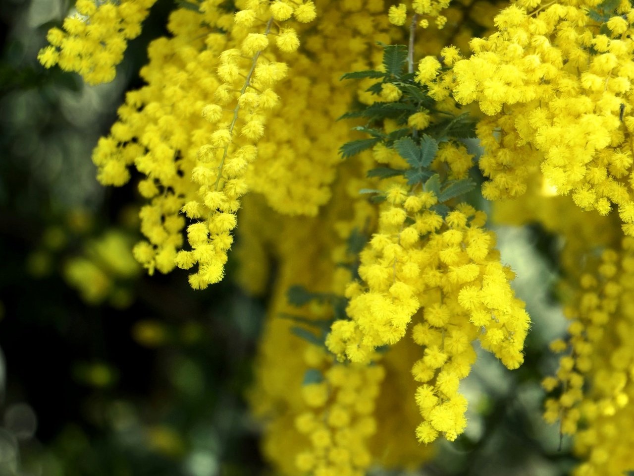 Обои цветы, макро, весна, пушистые, желтые, мимоза, flowers, macro, spring, fluffy, yellow, mimosa разрешение 2048x1361 Загрузить