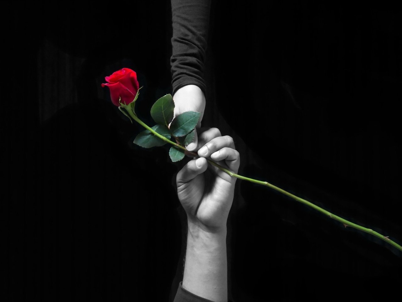Обои цветок, роза, красная, любовь, черный фон, руки, черный фон, flower, rose, red, love, black background, hands разрешение 1920x1200 Загрузить