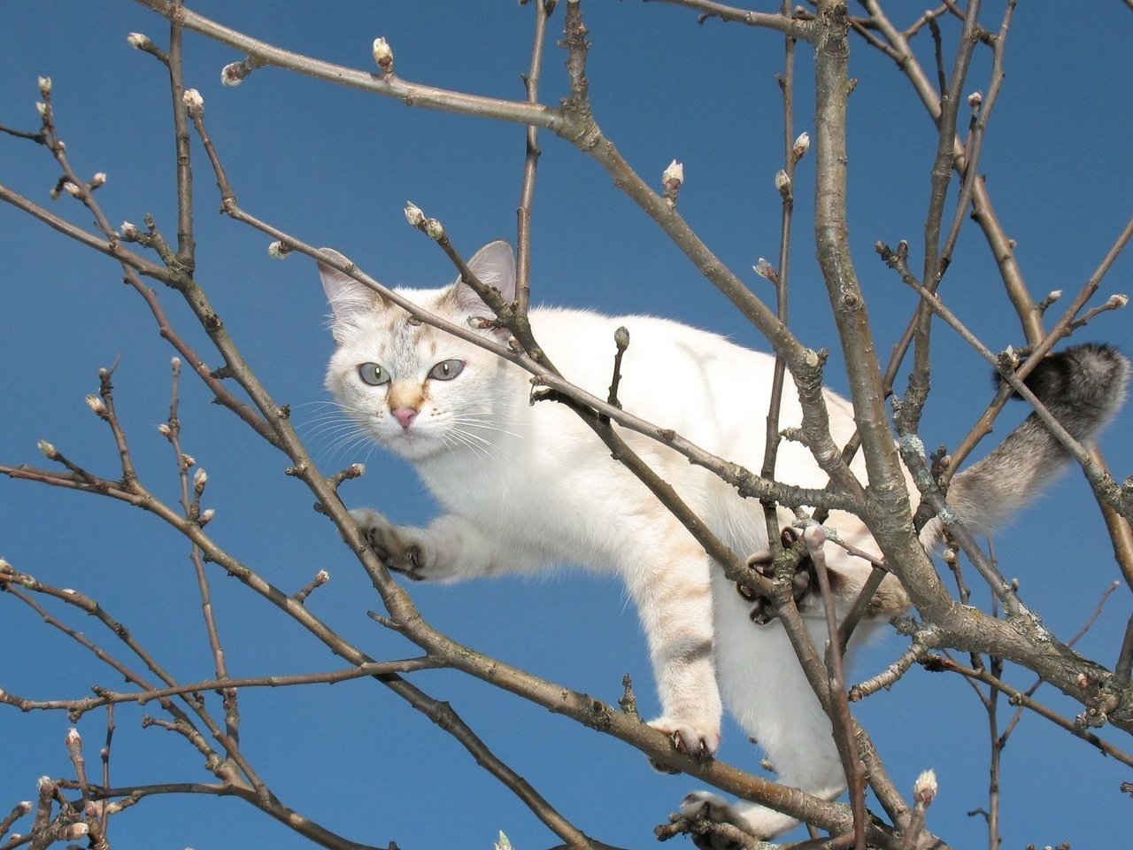 Обои небо, дерево, кот, мордочка, ветки, кошка, взгляд, весна, лапки, legs, the sky, tree, cat, muzzle, branches, look, spring разрешение 1920x1200 Загрузить