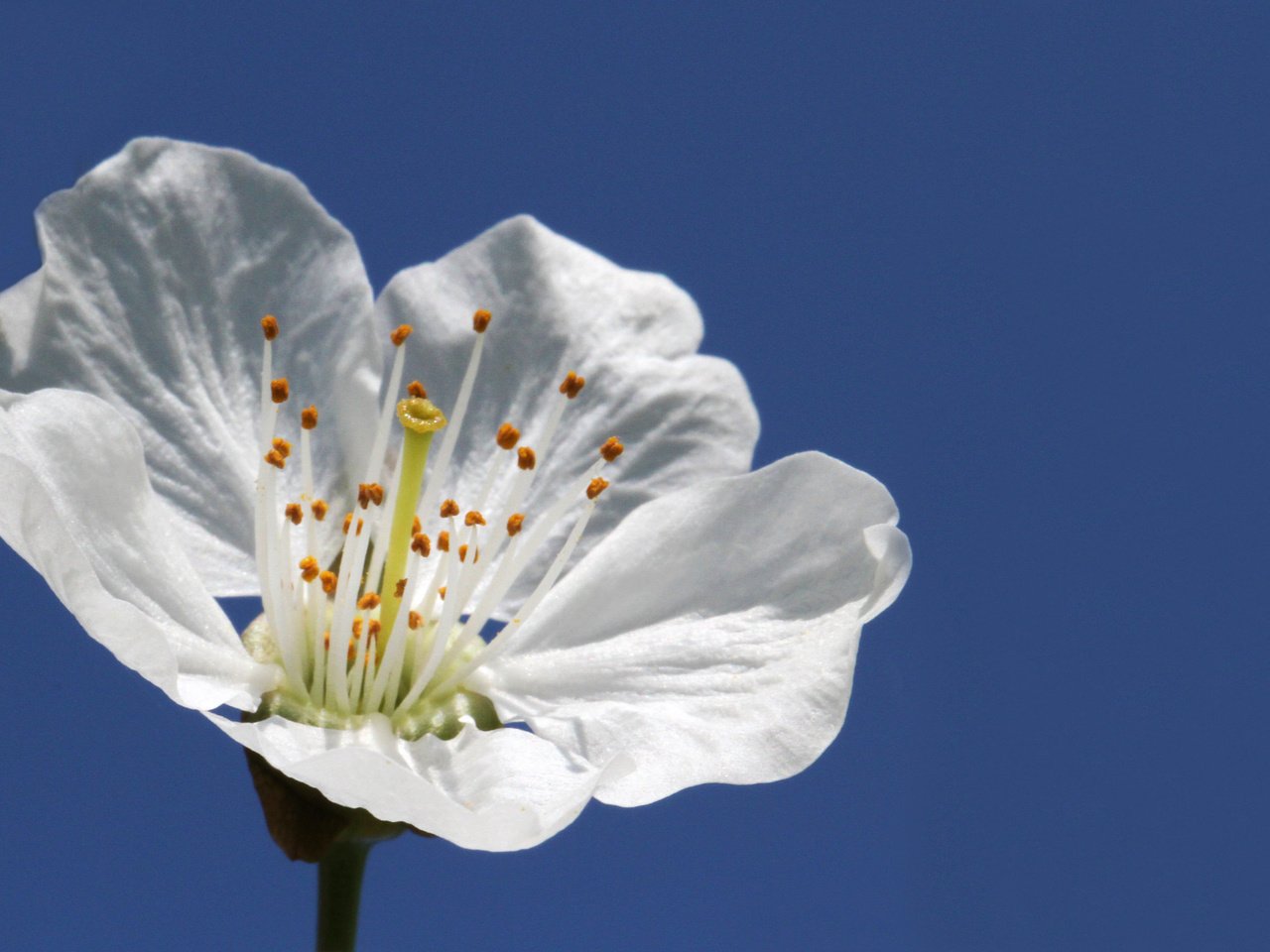 Обои небо, макро, цветок, белый, весна, яблоня, leo.lopez, the sky, macro, flower, white, spring, apple разрешение 2048x1269 Загрузить