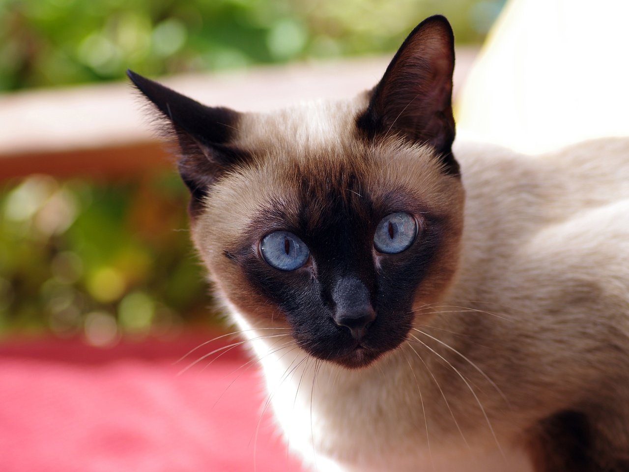 Обои кот, кошка, взгляд, голубые глаза, сиамская, ziva & amir, cat, look, blue eyes, siamese разрешение 4206x2861 Загрузить