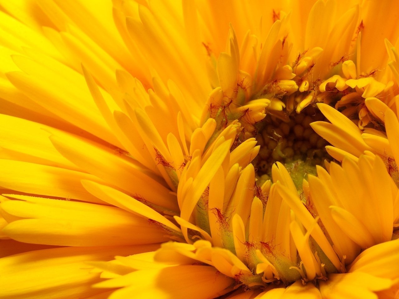 Обои желтый, макро, цветок, лепестки, бутон, хризантема, yellow, macro, flower, petals, bud, chrysanthemum разрешение 1920x1200 Загрузить