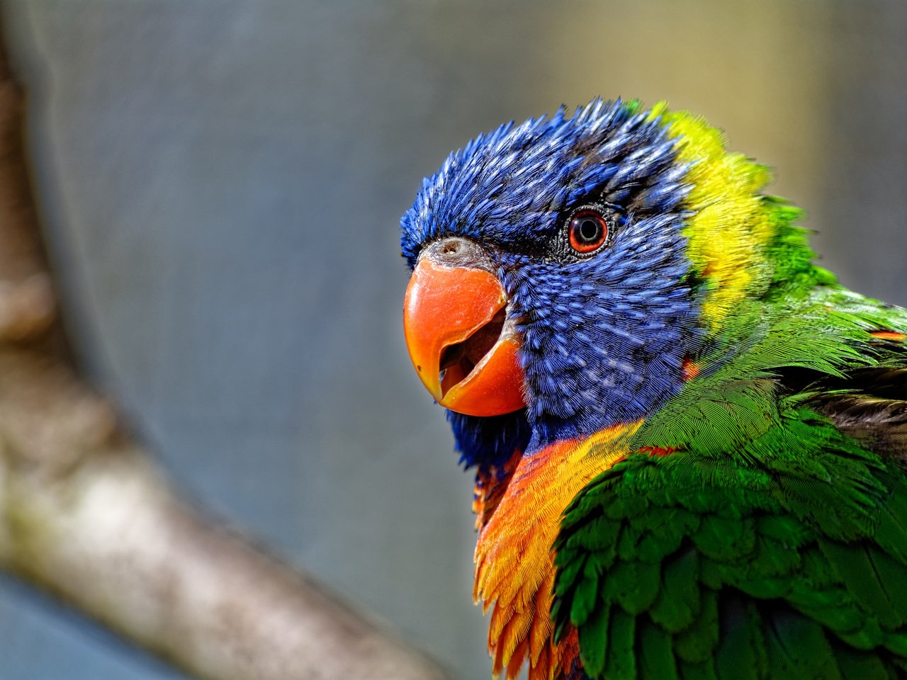 Обои разноцветный, птица, попугай, красочный, радужный лорикет, colorful, bird, parrot, rainbow lorikeet разрешение 2048x1365 Загрузить
