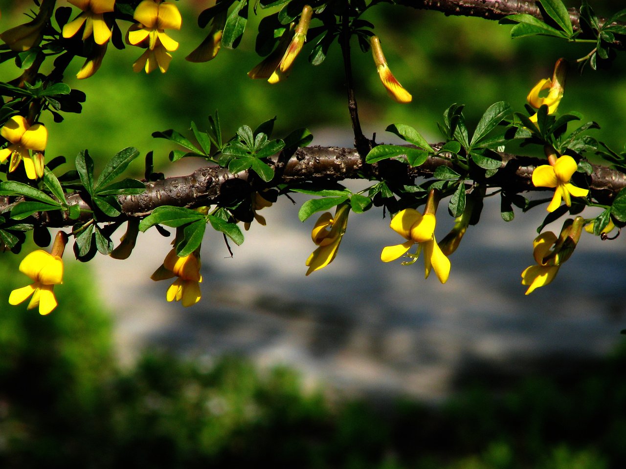 Обои цветы, ветка, листья, макро, размытость, зеленые, желтые, flowers, branch, leaves, macro, blur, green, yellow разрешение 2816x1764 Загрузить