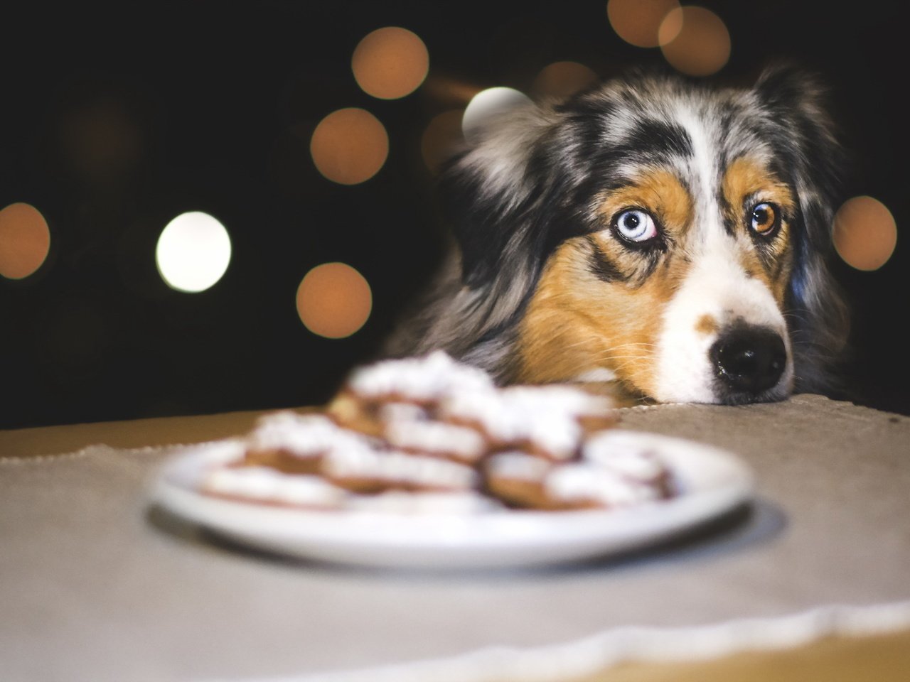 Обои взгляд, собака, печенье, австралийская овчарка, look, dog, cookies, australian shepherd разрешение 2047x1266 Загрузить