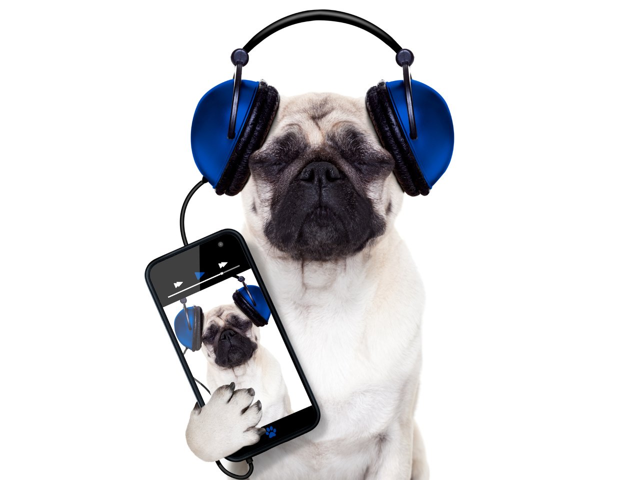 Обои собака, наушники, юмор, белый фон, телефон, мопс, смартфон, dog, headphones, humor, white background, phone, pug, smartphone разрешение 5700x4500 Загрузить