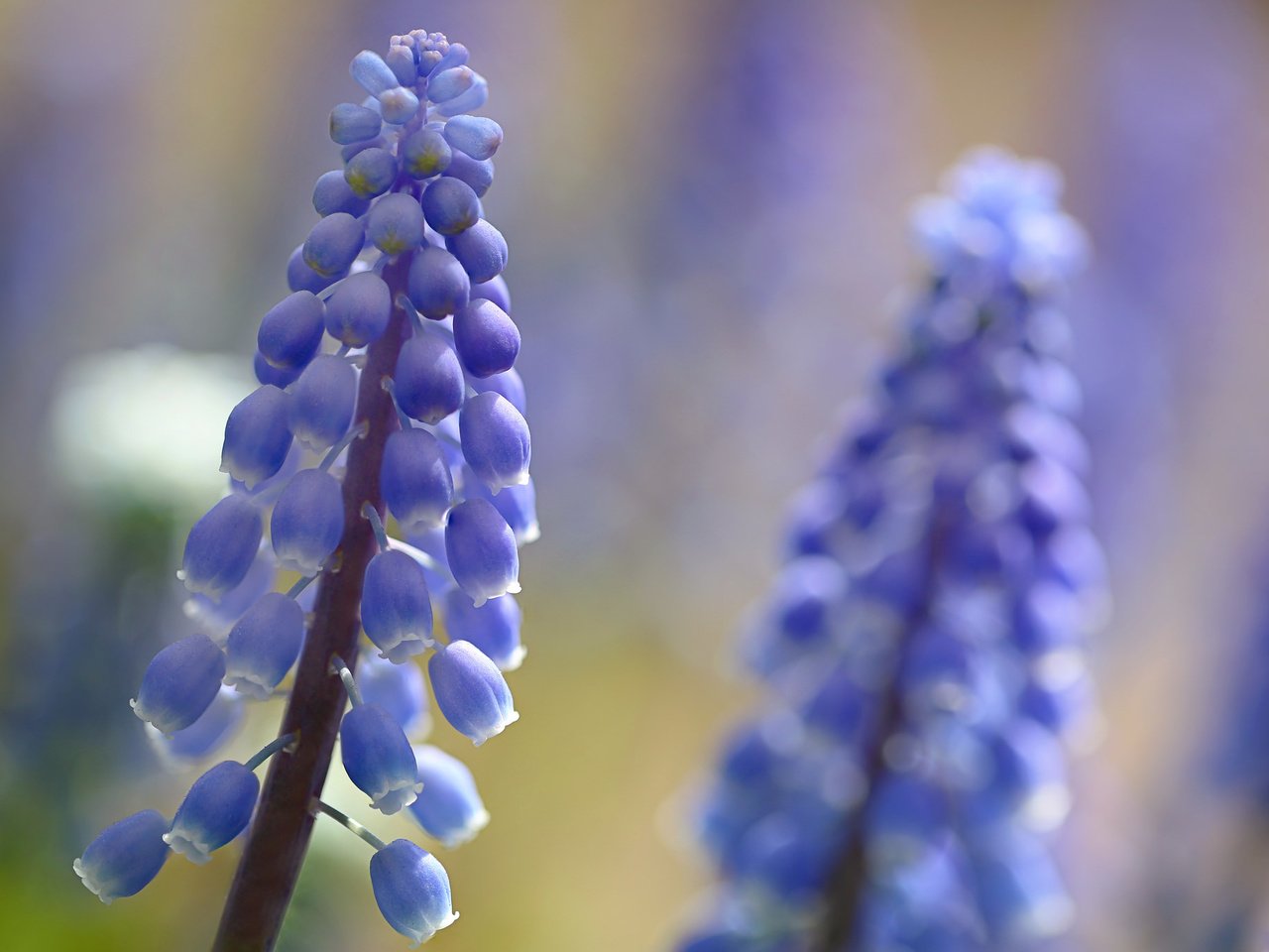 Обои цветы, мускари, мышиный гиацинт, flowers, muscari, hyacinth mouse разрешение 2048x1365 Загрузить