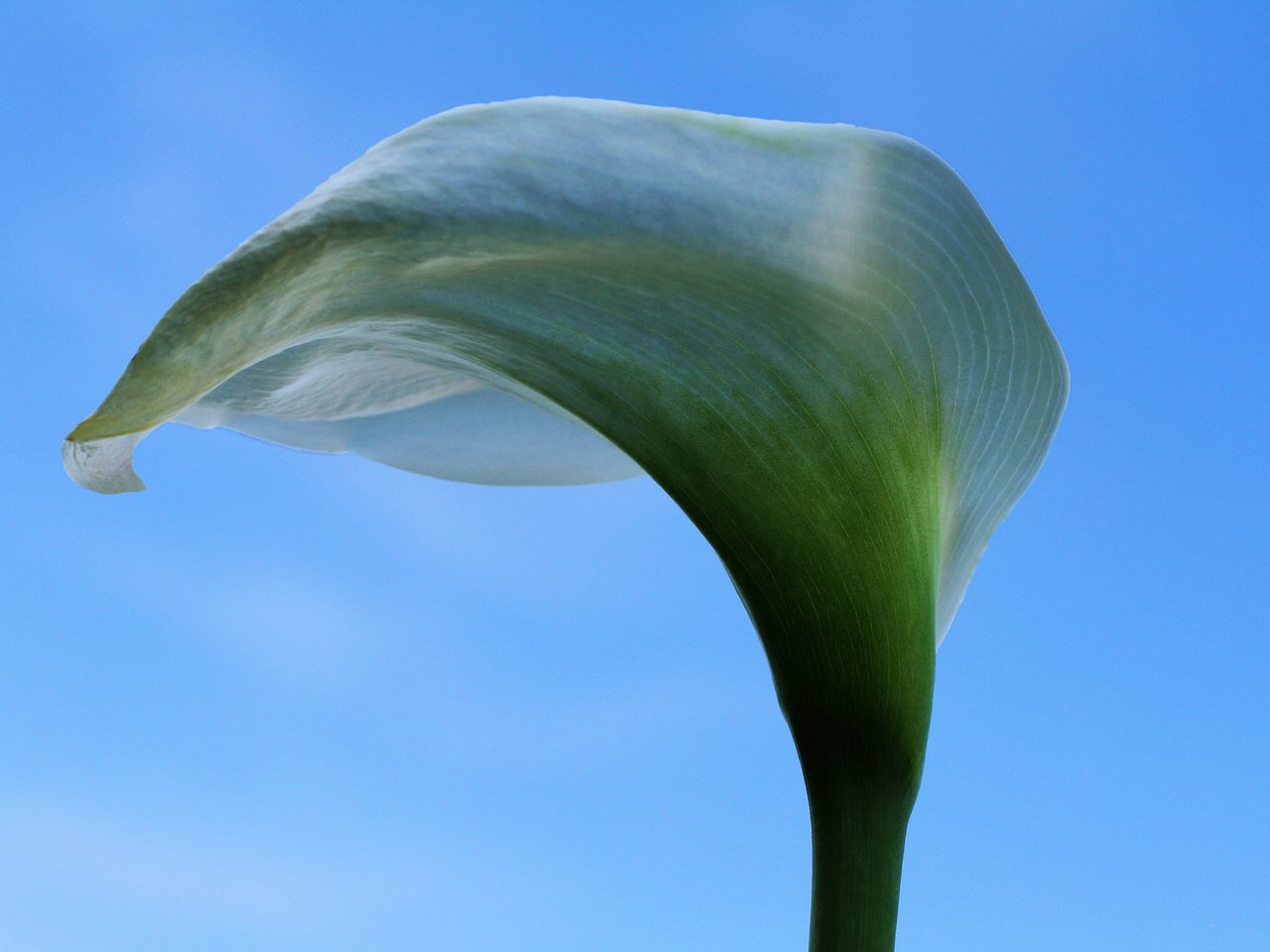 Обои небо, цветок, белая, калла, the sky, flower, white, calla разрешение 2048x1365 Загрузить