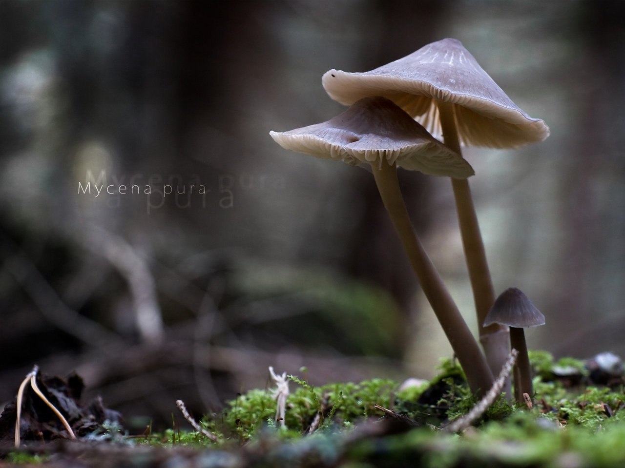 Обои природа, макро, грибы, mycena pura, nature, macro, mushrooms разрешение 1920x1213 Загрузить