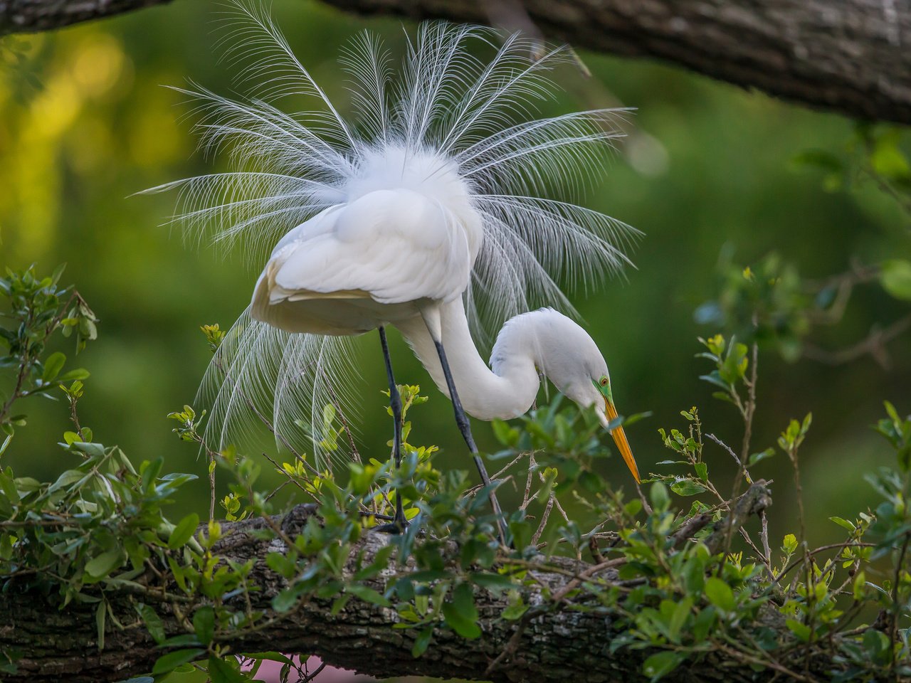 Обои природа, птица, перья, хвост, цапля, птаха, белая цапля, nature, bird, feathers, tail, heron, white egret разрешение 2048x1365 Загрузить