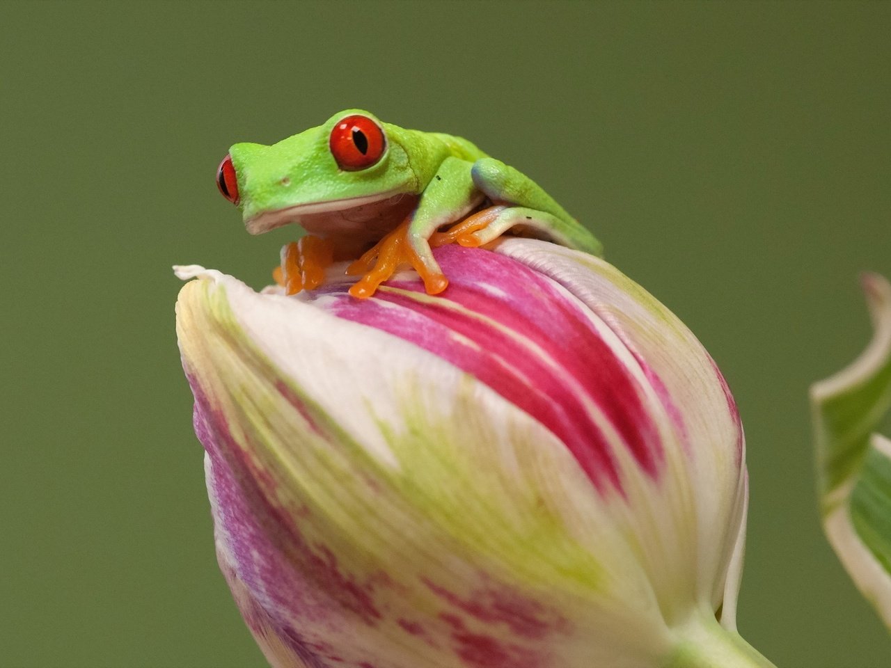 Обои глаза, agalychnis callidryas, древесница, природа, цветок, лягушка, зеленая, красноглазая, древесная лягушка, квакша, eyes, drevenica, nature, flower, frog, green, red-eyed, tree frog, treefrog разрешение 1920x1200 Загрузить