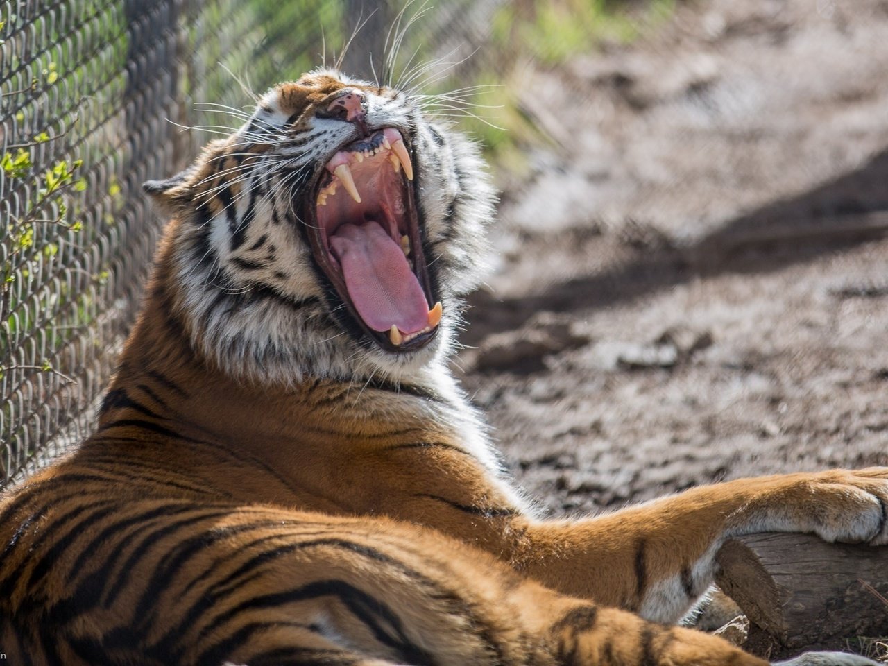 Обои тигр, клыки, хищник, зевает, зоопарк, дикая кошка, tiger, fangs, predator, yawns, zoo, wild cat разрешение 2048x1357 Загрузить