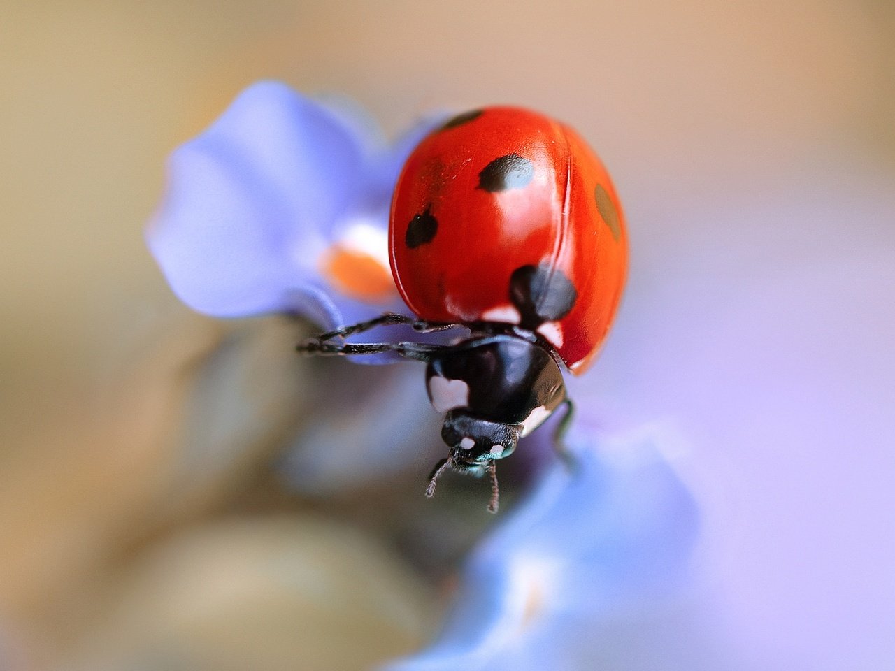 Обои жук, макро, насекомое, цветок, божья коровка, beetle, macro, insect, flower, ladybug разрешение 2048x1324 Загрузить
