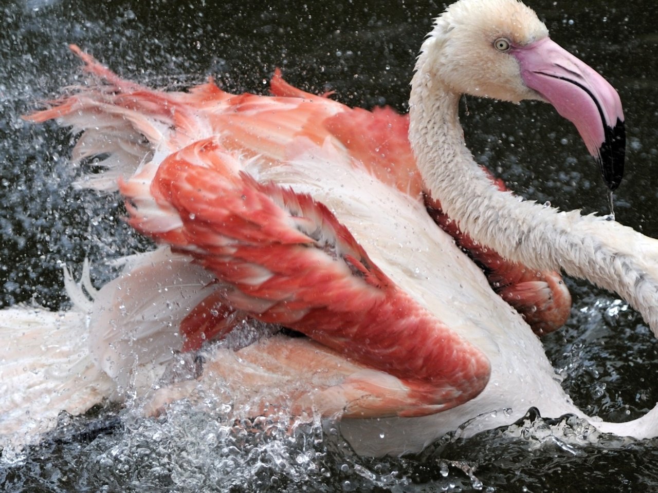 Обои вода, перья, капли, фламинго, цвет, брызги, птица, клюв, розовый, water, feathers, drops, flamingo, color, squirt, bird, beak, pink разрешение 1920x1080 Загрузить