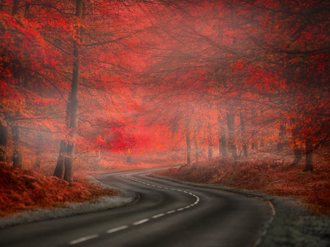 Обои дорога, природа., деревья, лес, листья, пейзаж, туман, осень, красные, road, nature., trees, forest, leaves, landscape, fog, autumn, red разрешение 2048x1363 Загрузить