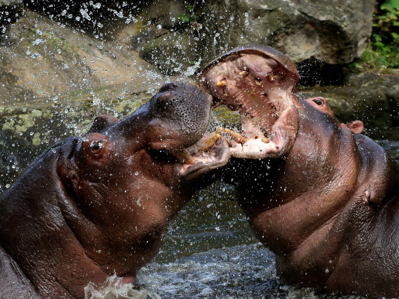 Обои вода, брызги, бегемоты, water, squirt, hippos разрешение 1920x1200 Загрузить