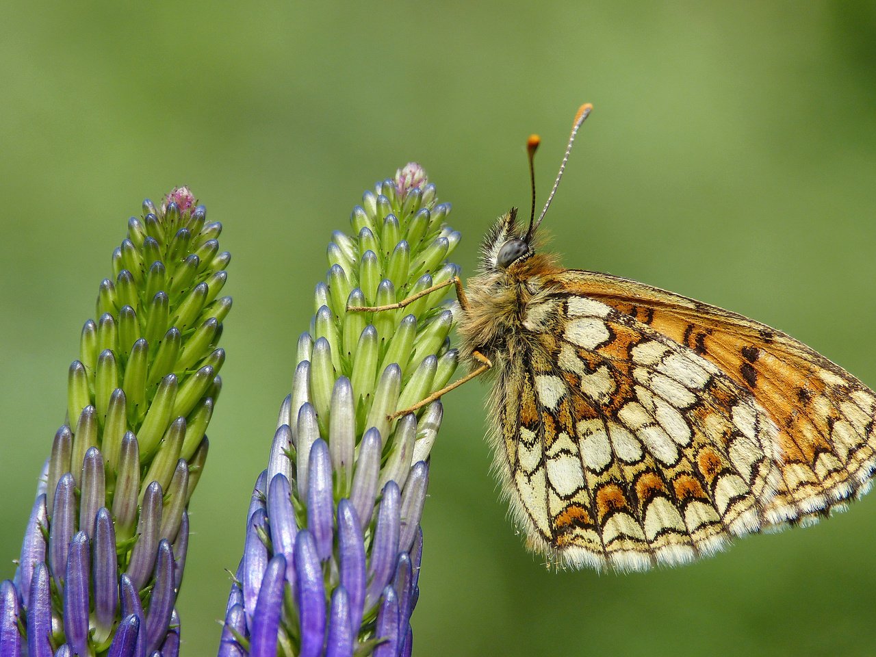 Обои цветы, насекомое, бабочка, крылья, растение, перламутровка, flowers, insect, butterfly, wings, plant разрешение 3000x2004 Загрузить