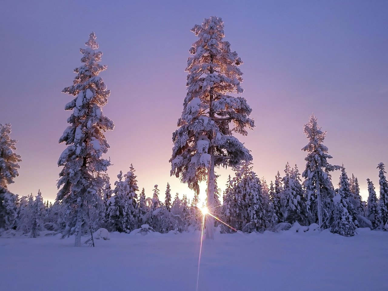 Обои небо, деревья, солнце, снег, лес, зима, солнечный свет, the sky, trees, the sun, snow, forest, winter, sunlight разрешение 1920x1200 Загрузить