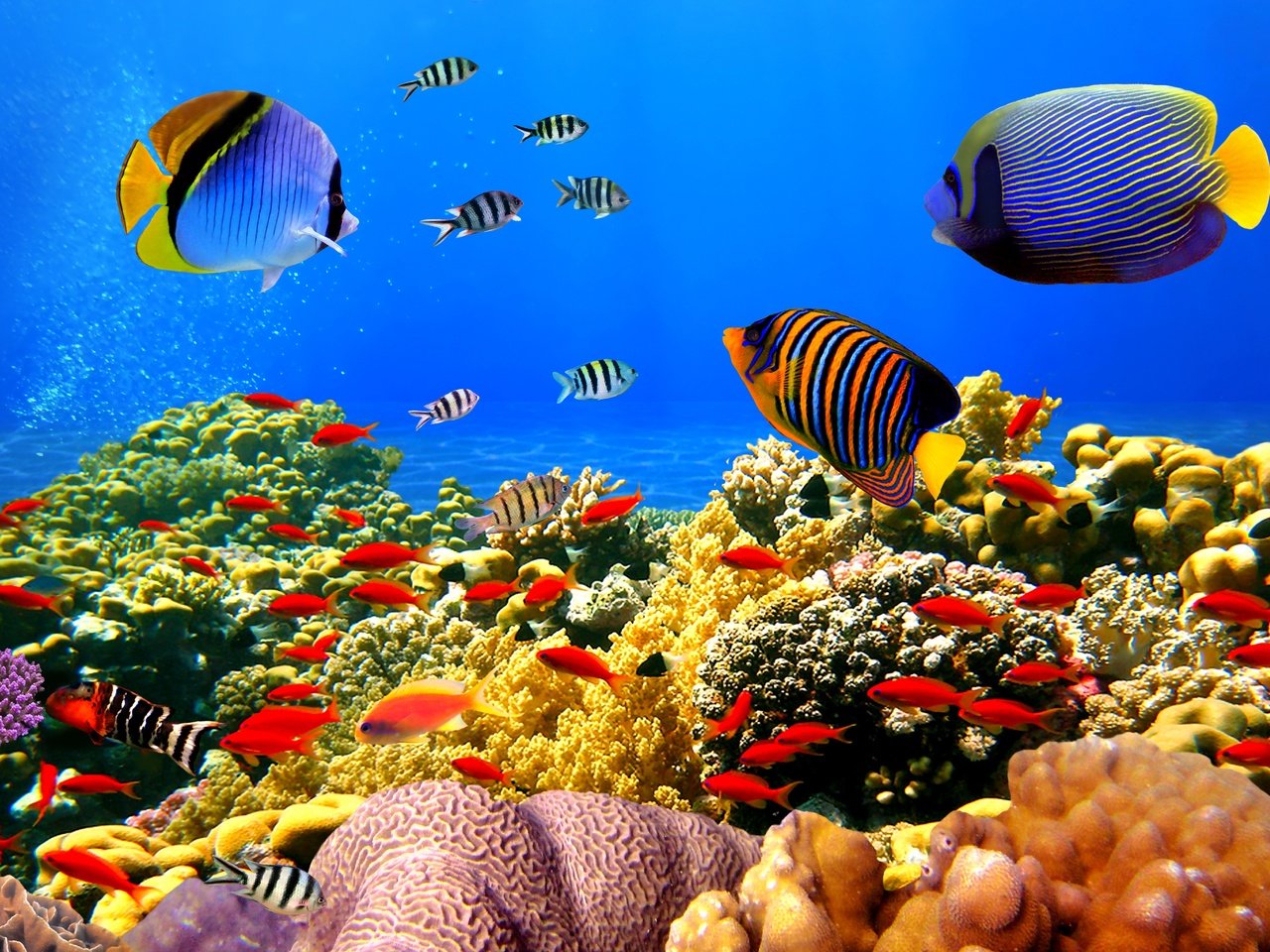 Обои рыбы, океан, кораллы, риф, подводный мир, тропические, fish, the ocean, corals, reef, underwater world, tropical разрешение 4288x2848 Загрузить