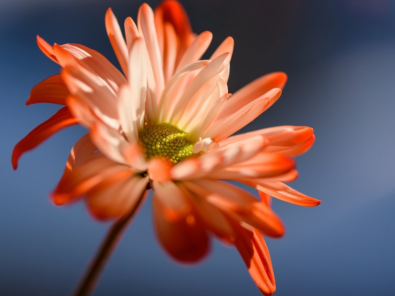 Обои фон, цветок, лепестки, стебель, маргаритка, susan newgewirtz, background, flower, petals, stem, daisy разрешение 2048x1367 Загрузить