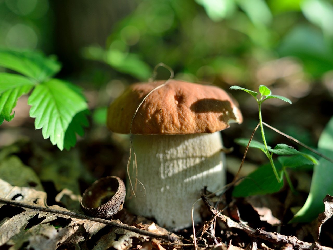 Обои природа, лес, листья, осень, гриб, nature, forest, leaves, autumn, mushroom разрешение 2700x1802 Загрузить