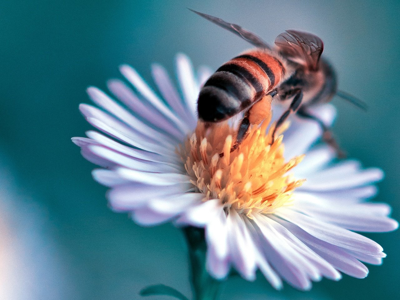 Обои макро, насекомое, цветок, пчела, маргаритка, danny perez photography, macro, insect, flower, bee, daisy разрешение 2048x1371 Загрузить